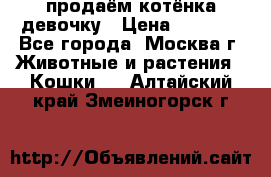 продаём котёнка девочку › Цена ­ 6 500 - Все города, Москва г. Животные и растения » Кошки   . Алтайский край,Змеиногорск г.